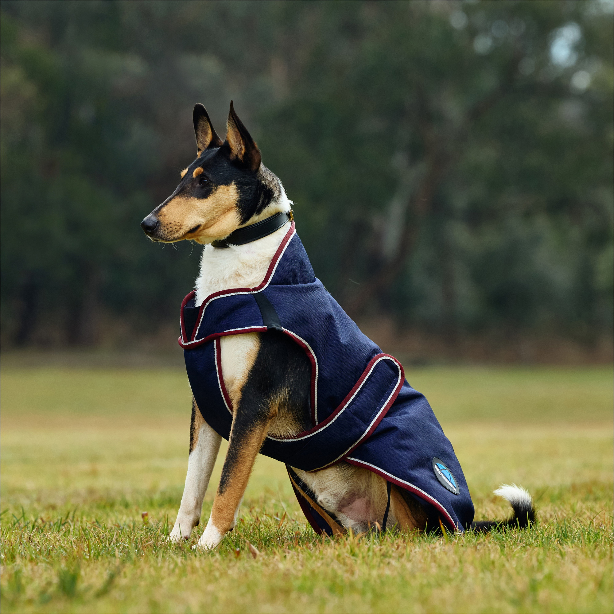 2025 Weatherbeeta Comfitec Premier Deluxe Waterproof Dog Coat 1028800 - Navy